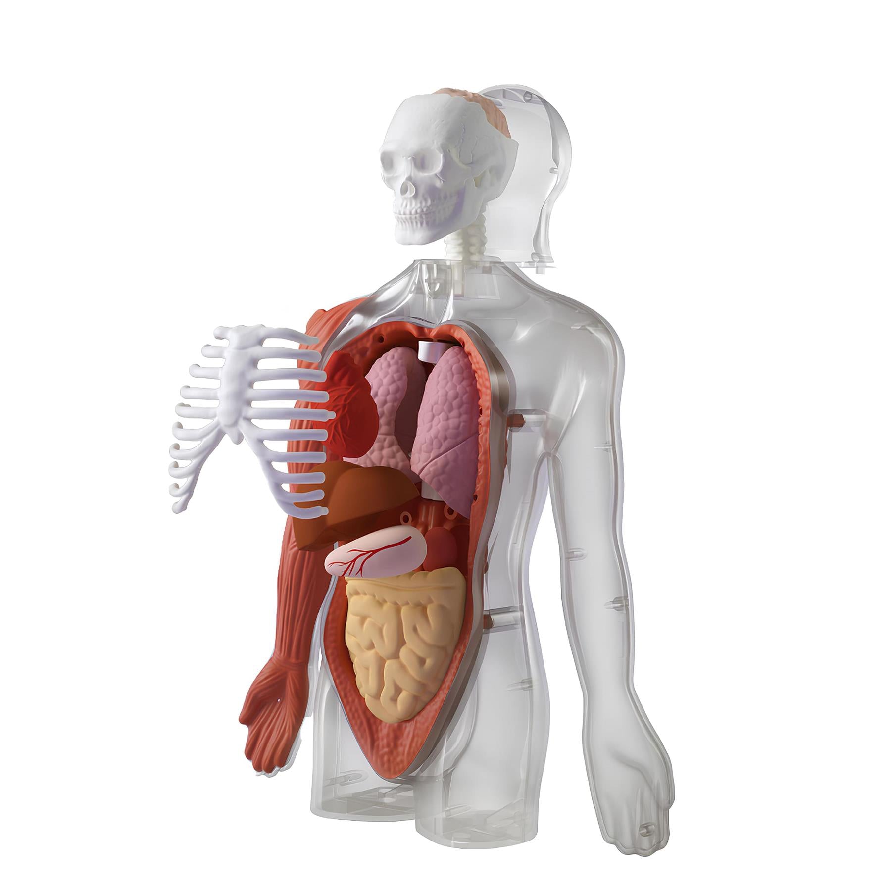 Science Can Body Voice Pedia