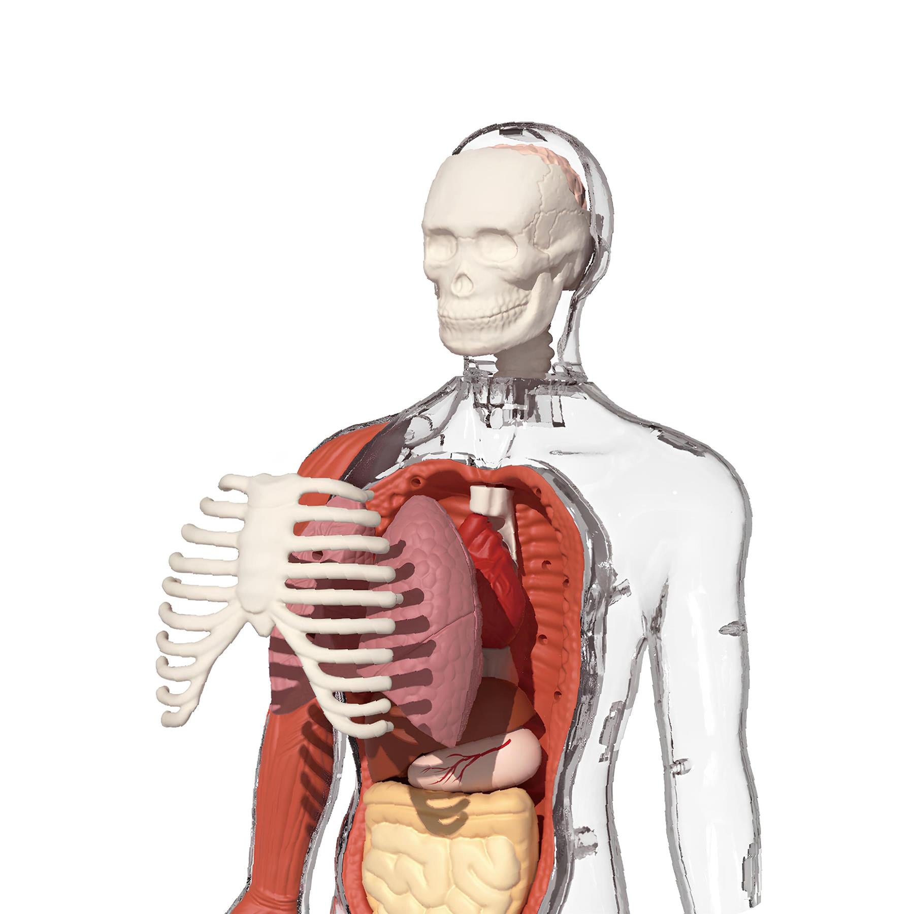 Science Can Body Voice Pedia