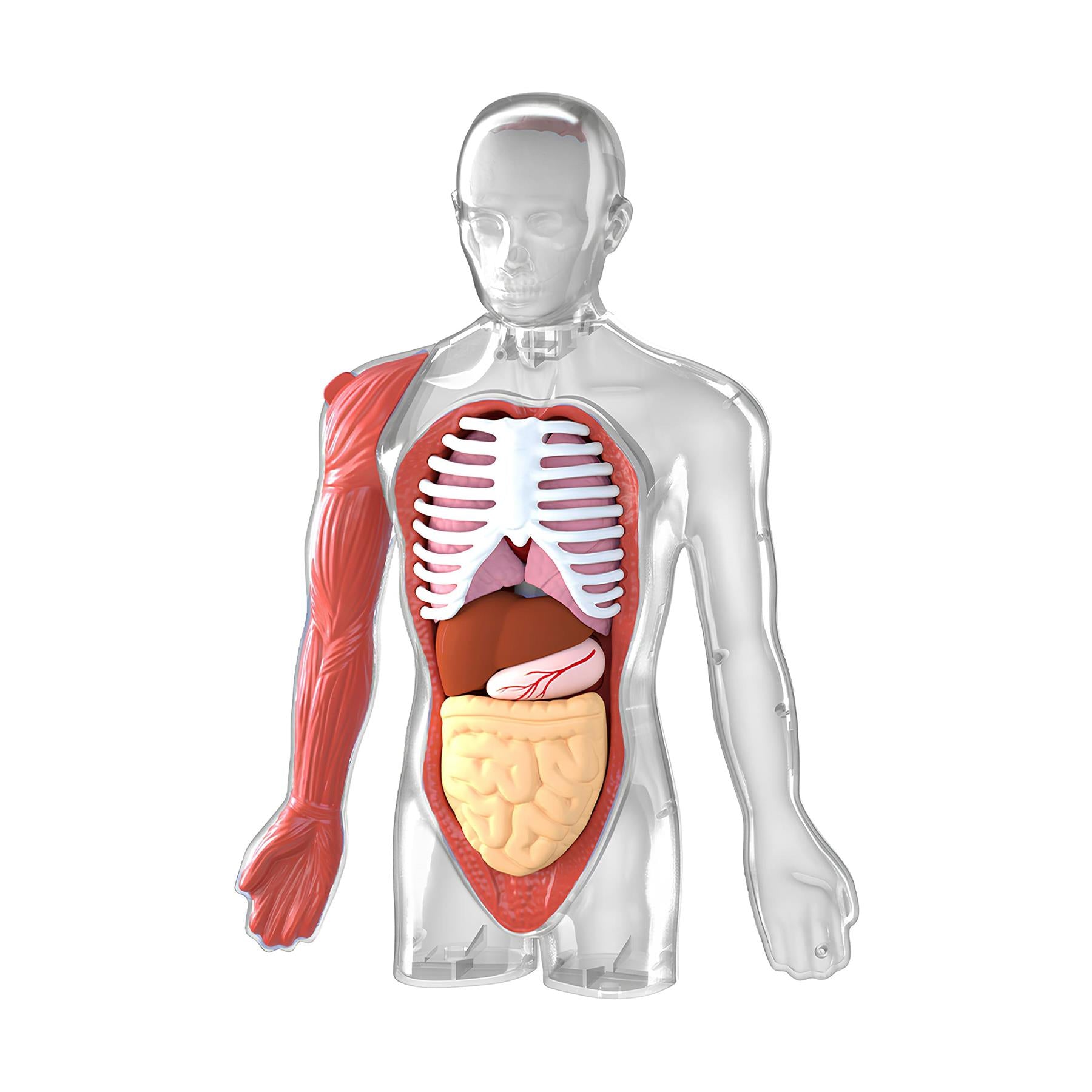 Science Can Body Voice Pedia