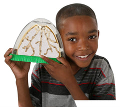 Insect Lore Anthill